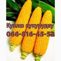 Закуповую Кукурудзу цьогорічного урожаю!Оплата на вагах