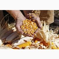 Продам кукурудзу, 1000 т., Черкаська обл., с.Юрківка