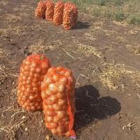 Лук молодой