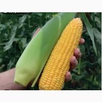 Продам солодку кукурудзу