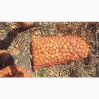 Продам лук Штутгарт на перо