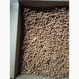 Продам фундук чищений сирий