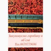 Куплю горобину червону (рябіна/рябина)