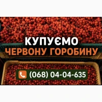 Куплю горобину червону (рябіна/рябина)