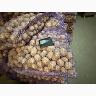 Продам насінневу картоплю Констанс, ГранадаКоломбо 2-ї репродукції