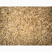 Продається пшениця