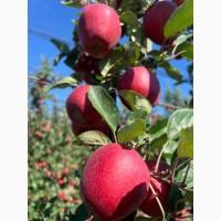 Продам яблука, сорт Гала Шніга