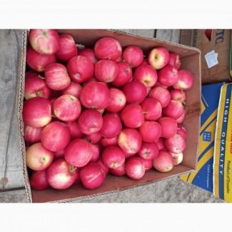 Продам Яблуко Гала