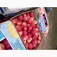 Продам Яблуко Гала