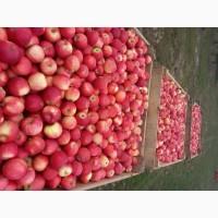 Продам Яблуко Гала