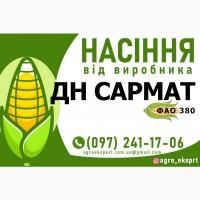Гібрид кукурудзи ДН Сармат (ФАО 380). Насіння від виробника