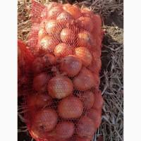 Лук сорт медуза и мелори