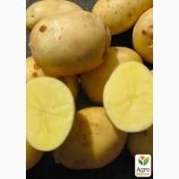 Насіннєва картопля Арізона Волинська область купити для посадки, роздріб від 10 кг