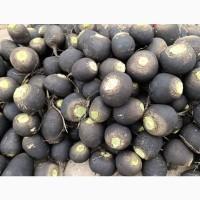 Продам чорну редьку на переробку