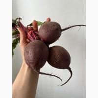 Куплю буряк