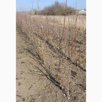 Продаж саджанців яблуні, груші, черешні, вишні, сливи, персика, абрикоса Летичів