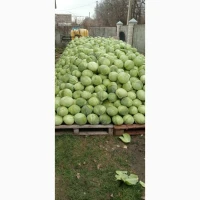 Продам капусту