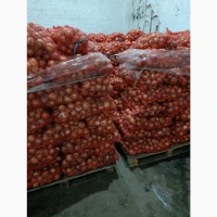 Продам лук оптом