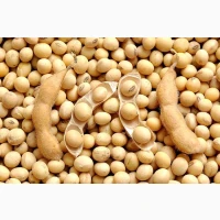 Куплю сою ГМО Хмельницька Обл