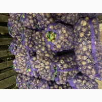 Продам семена Ривьера