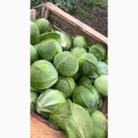 Продам капусту