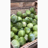 Продам капусту