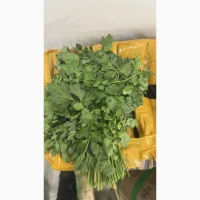 Петрушка Узбекистан