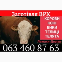 Закупівля ВРХ, Коней, Телят