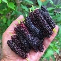 Черенки Китайської шовковиці для щеплення або вкорінення