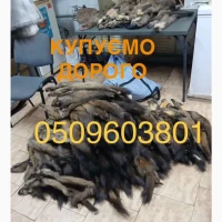 Купуємо хутро куниці бобра видри норки кроля