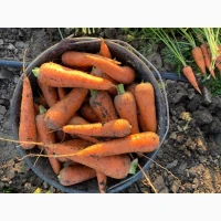 Продам морковку