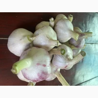 Продам часник сорт Любаша