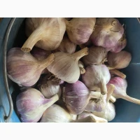 Продам часник сорт Любаша
