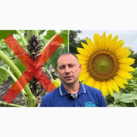 Кондитерський соняшник Геркулес 40ц/га. 115 днів, стійкий до шести рас вовчка A-F