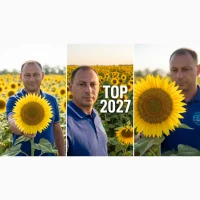Кондитерський соняшник Геркулес 40ц/га. 115 днів, стійкий до шести рас вовчка A-F