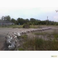 Продаю инкубационное яйцо одной из самых элитных пород гусей в мире - датский Легарт