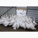Продаю инкубационное яйцо одной из самых элитных пород гусей в мире - датский Легарт