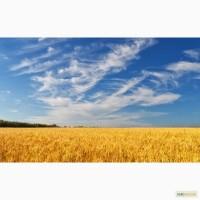 Продам десикант Регистан (ДВ: дикват 150г/л)