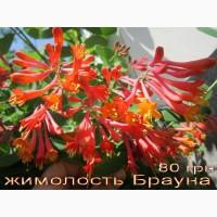 Продам саженцы текомы (кампсиса)