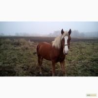 Продам молоденькую кобылку.кличка -МАРТА