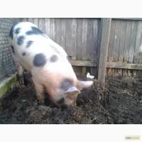 Хряк Петрен+ Украинская-степная на м ясо кастрований