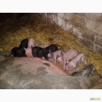 Вьетнамские поросята