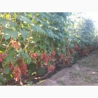 Продам виноград столових сортов Анюта Лівія Софія Преопраженіе Рембо Байконур