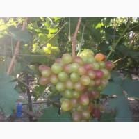Продам виноград столових сортов Анюта Лівія Софія Преопраженіе Рембо Байконур