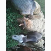Продам баранину.овечью и козью брынзу