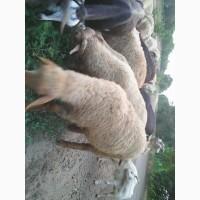 Продам баранину.овечью и козью брынзу