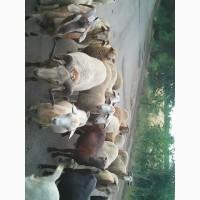 Продам баранину.овечью и козью брынзу
