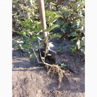 Продам саджанці смородини та живці сорта найкращої Української та зарубіжної селекції