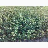 Продам саджанці смородини та живці сорта найкращої Української та зарубіжної селекції