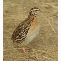 Перепілкі різних порід яйця